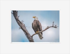 American Bald Eagle – Matted for 11×14 Signed Proof Fine Art Photography