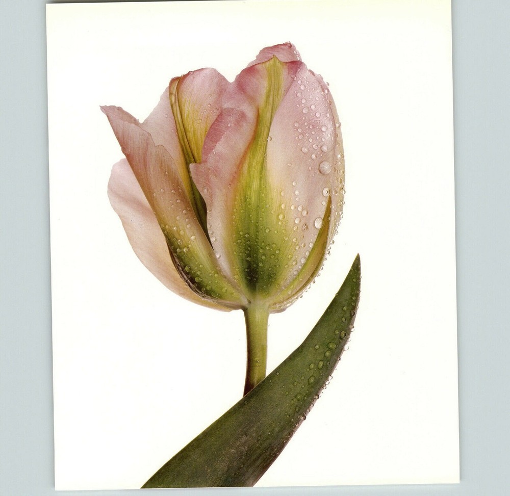 1980 Irving Penn ORIGINAL Greenland Tulip Flower Art Photo 11″ X 14″
