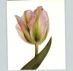 1980 Irving Penn ORIGINAL Greenland Tulip Flower Art Photo 11″ X 14″