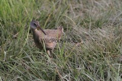 Clapper Rail Photo- Pick one Image – Various Sizes