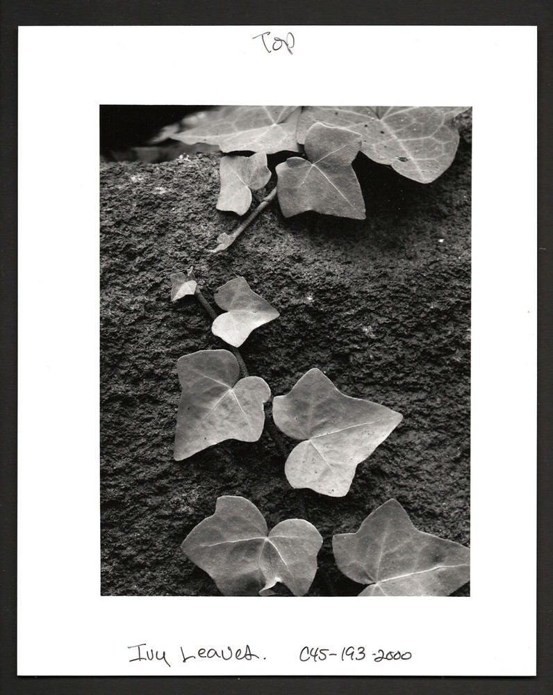 RYUIJIE Signed «Ivy Leaves» Black & White Press Photograph on 8″x10″ Paper, 2000