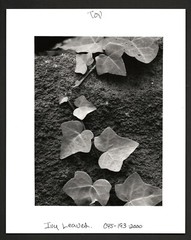 RYUIJIE Signed «Ivy Leaves» Black & White Press Photograph on 8″x10″ Paper, 2000