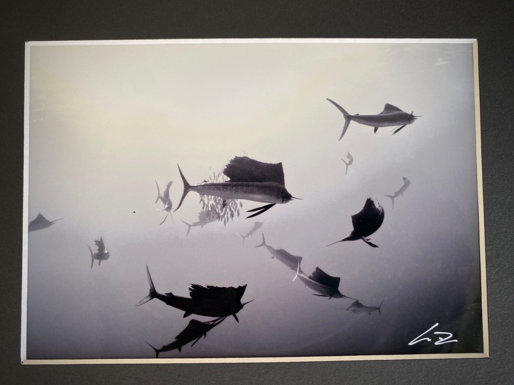 SAILFISH Baitball Signed Chris Doherty 5×7 B/W Photo | Matted & Framed 16.5×13.5