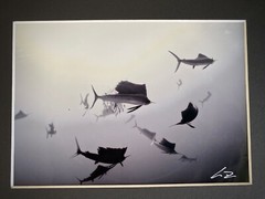 SAILFISH Baitball Signed Chris Doherty 5×7 B/W Photo | Matted & Framed 16.5×13.5