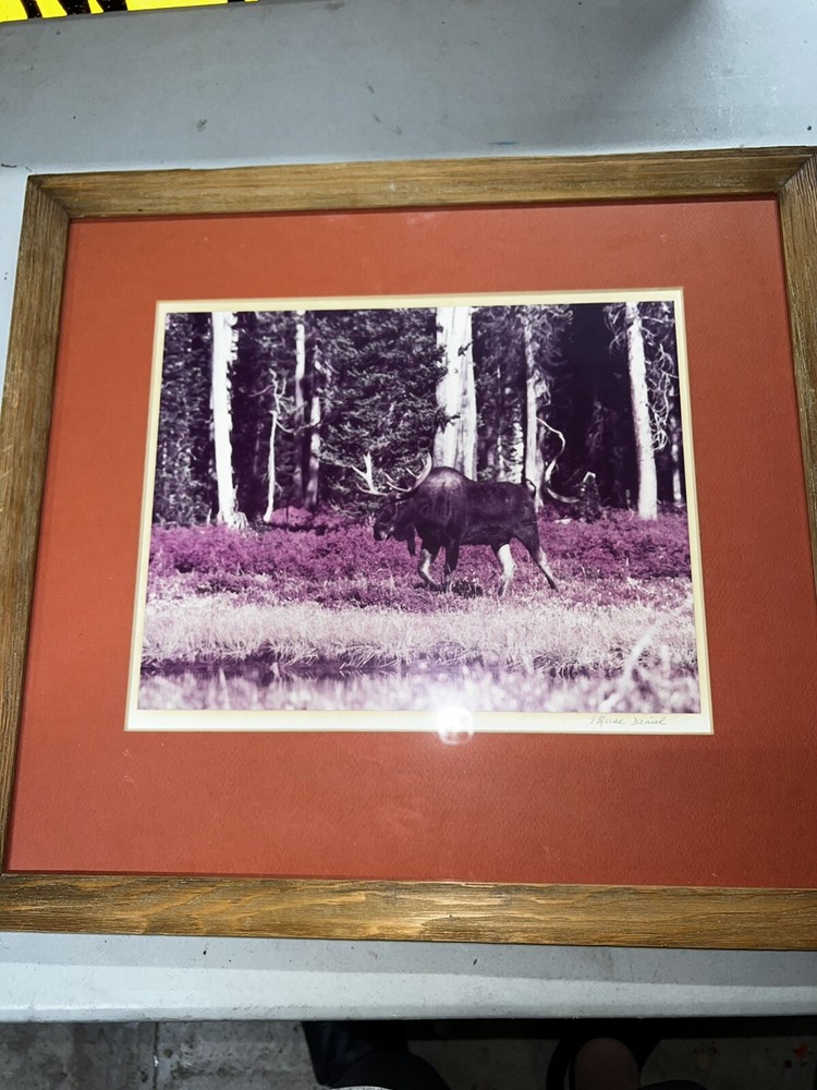 Signed THASE DANIEL photograph framed MOOSE nature beautiful