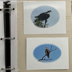 Wildlife Birds and their Natural Habitat in Collector’s Photo Album-Purple Finch