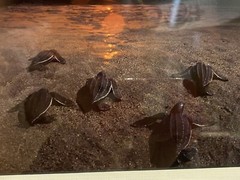 David Leach Signed photograph Mat Frame Lookout Below Leatherback Parade 88/250