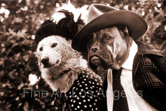 Photo of Dressed Up Dogs!