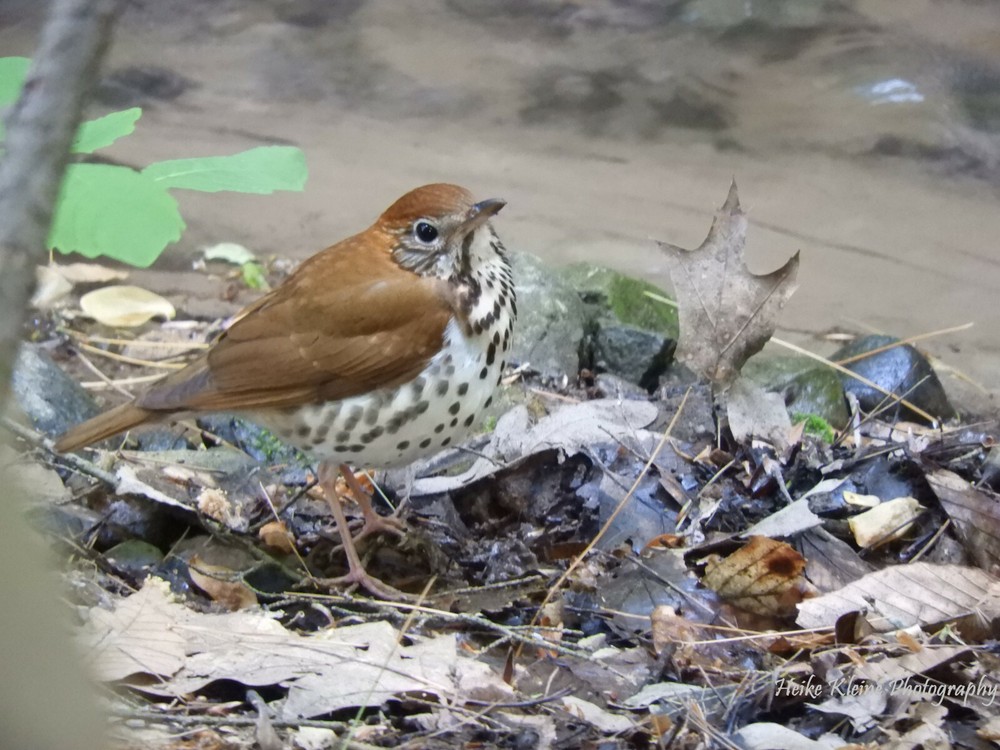 Wood Thrush Photo, Bird, Endangered, Print 5″ x 7″, Bird, Hylocichla mustelina