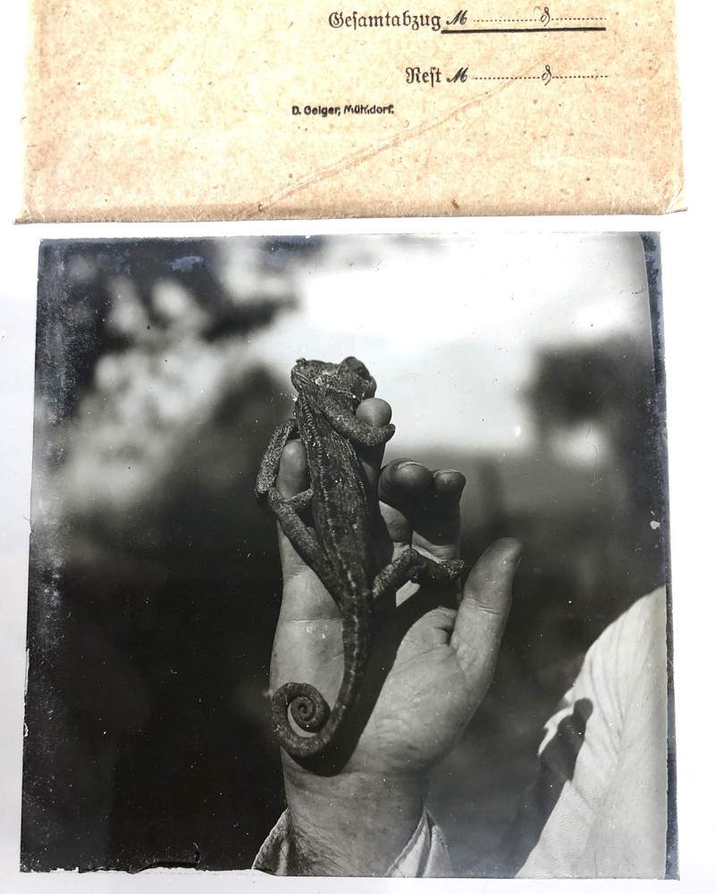 great antique original B/W Photo on Glass Plate – Chameleon – Asia Minor Circa 1910