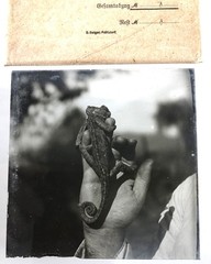 great antique original B/W Photo on Glass Plate – Chameleon – Asia Minor Circa 1910