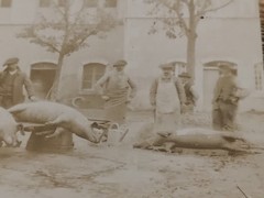 Saint Saturnin le Barry Aveyron Pig Fair Antique Photos Original Print Sepia