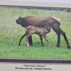 PHOTOGRAPHY Art Prints Lot 3 Vintage Nature Photos – Deer, Gorilla, Marmot – HW