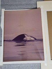 BOB TALBOT – Signed 1979 Original Whale Marine Photo 16×20 framed