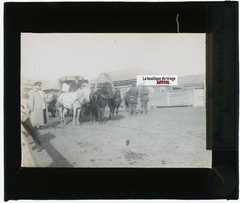 Sretensk, Russia, Horses, Photo Glass Plate, Black & White, Positive 8.5×10 Cm