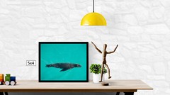 A Sea Lion Swimming, High Resolution Image, Many Formats, TV Art