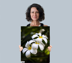 Island Elegance: Hawaiian White Plumeria Flower Wall Art Nature Print