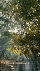 Digital Image Picture Photo Pic Wallpaper Background Trees Nature Forest 6542