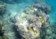 Digital Image Picture Photo Pic Andaman India underwater coral life scuba AND027