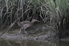 Clapper Rail Photo- Pick one Image – Various Sizes