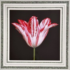 Peter Arnold photograph Tulip red and white
