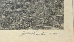 Rare JOHN B EATON ‘Ferns in Misty Landscape’ AUSTRALIA PICTORIALIST Signed PHOTO