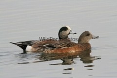 American Widgeon Photo, Pick One Image – Various Sizes