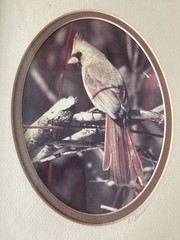 Rick Denomme Bird Photography Set of 4 Framed Cardinal Chickadee Titmouse Signed
