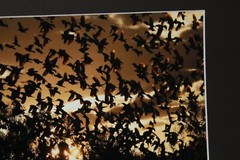 Silhouette Blackbirds Photo 8″ x 10″ in 11″ x 14″ Matte Signed by Kim Barry