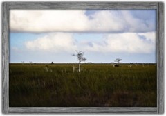 Cypress Prairie – Minimal Landscape Photography Fine Art Prints – Everglades, FL