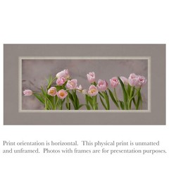 Floral Print Of Pink Tulips wall art print floral photography home decor