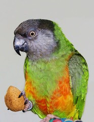 8 1/2 x 11″ HQ PRINT PHOTO of CHARLEY the COLORFUL SENEGAL PARROT + HIS ALMOND