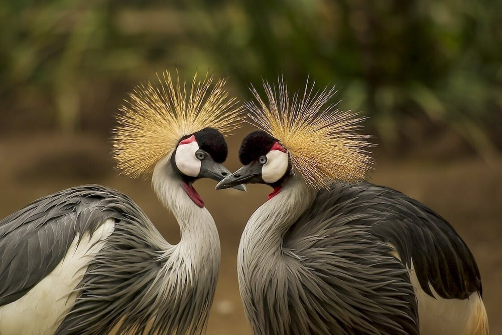 Digital Image Picture Photo Pic Wallpaper Background Crowned Crane Love Birds