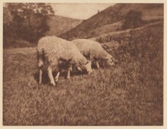 Original 1906 HANS WATZEK » SHEEP » CAMERA WORK Photogravure AUSTRIAN / GERMAN
