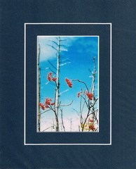Winter Trees 4×6 Photo in Unframed 8×10 Matted Print with COA, Signed by Artist