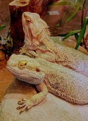 Lounging Bearded Dragons Print. 8″ X 10″ Framed With Glass