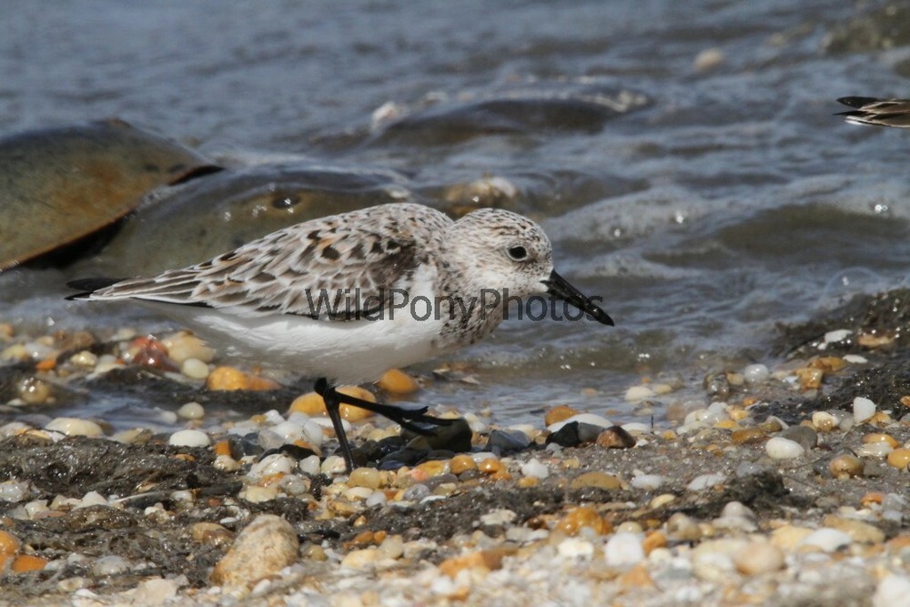 Sanderling Photo, Pick One Image – Various Sizes