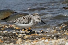Sanderling Photo, Pick One Image – Various Sizes