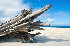 Driftwood,Tybee Island,Abstract Nature Fine Art Photo on Canvas 24″x36″ Wall Art
