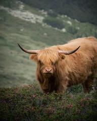 Highland Cow Grazing in Kühtai, Tirol 8″x10″ Photograph Print 8×10