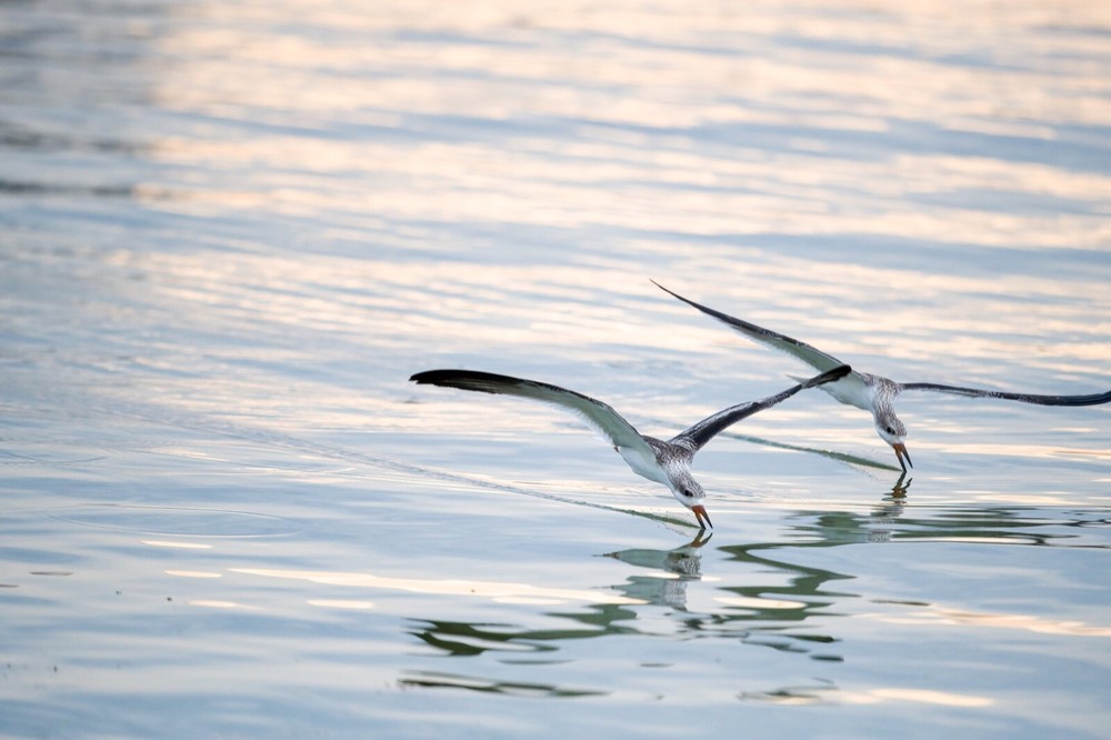 8 x10 color print of two young black skimmers mounted on a 11 x 14 black mat