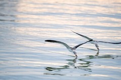 8 x10 color print of two young black skimmers mounted on a 11 x 14 black mat