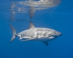 Nature GREAT WHITE SHARK Glossy 8×10 Photo Ocean Print Wall Art Poster Animals