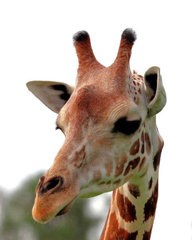 8 1/2 x 11″ HQ PRINT PHOTO of HIGH RESOLUTION CLOSE UP of a COLORFUL GIRAFFE