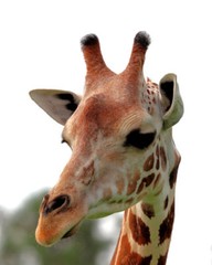 8 1/2 x 11″ HQ PRINT PHOTO of HIGH RESOLUTION CLOSE UP of a COLORFUL GIRAFFE