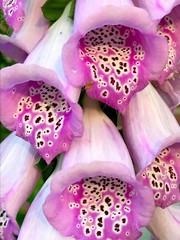 FOXGLOVE FLOWER I, 4×6 » MATTED PHOTO PRINT, FREE SHIPPING IN USA !!