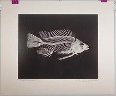 Original Large Format Black & White Photo Tilapia Skeleton by Charles Fendrock