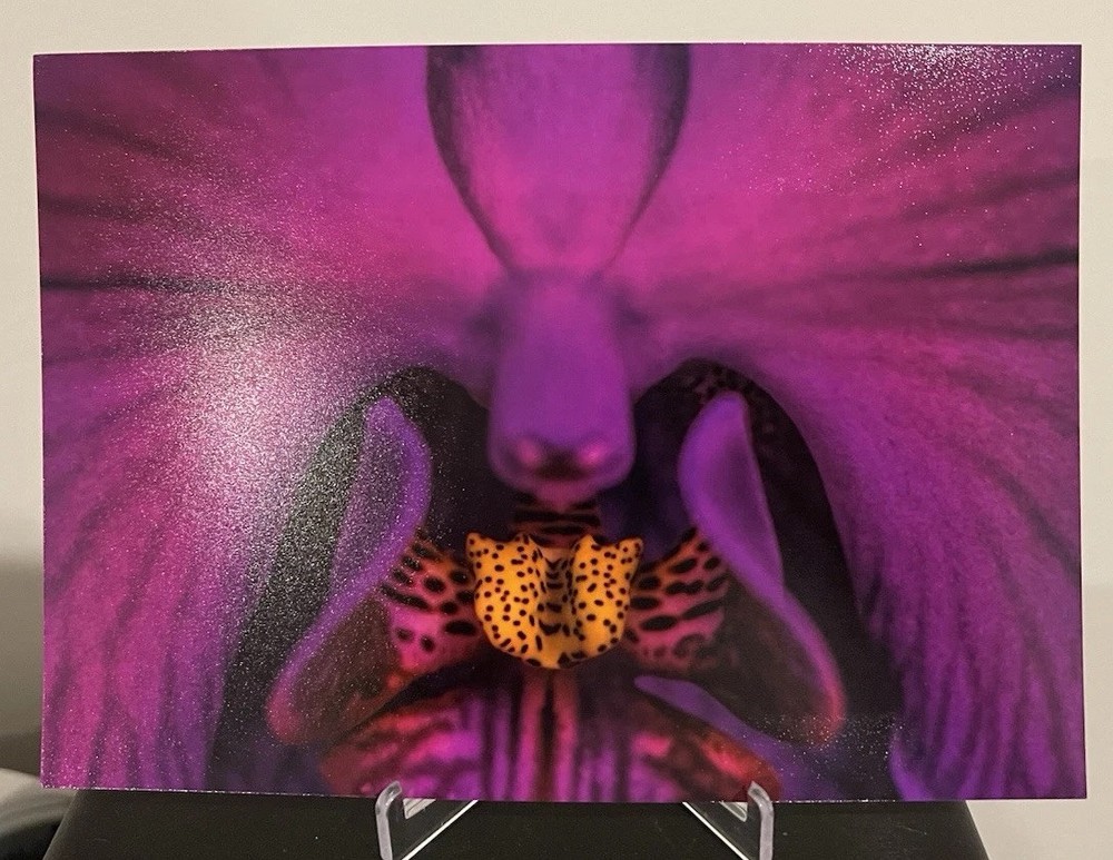 Close-up of Purple 5X7 Original Photography Flower Floral Photo Lara Solanki