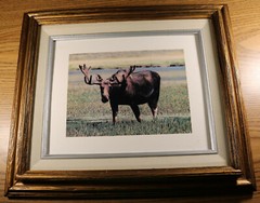 Abi Garaman Framed Photo Lot of 4 – Wildlife Antelope Moose Elk Jackson Hole WY