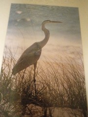 BLUE HERON Art Print Photography Signed Erica Boerma